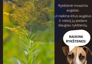 invaziniai-augalai_57_01762508009-9a92959bc7a98c2b0c048a203270c729.jpg