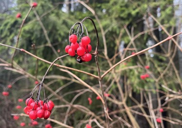 medziu-medziokle_57_01765881556-cc84adb023b6e49a3099082f4141379d.jpg