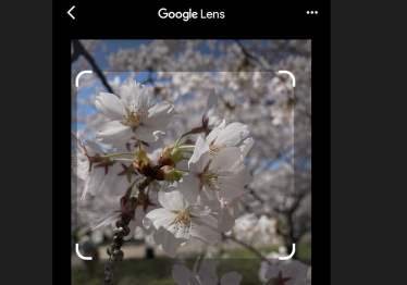 miesto-augalijos-pazinimas-naudojant-google-lens-programele_57_01748202081-3c438e1279327c05b964c08bc4efd34c.png