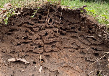 miesto-mikrobuveines-ir-bestuburiu-pasiskirstymas_57_01771317024-83d8096044028ac3638876a58508c174.png